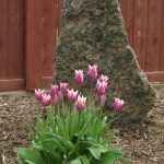 When to Plant Tulips in Oregon