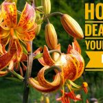 How to Deadhead Asiatic Lillies