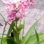 Are Ground Orchids Perennials