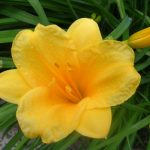 How to Keep Day Lillies Blooming