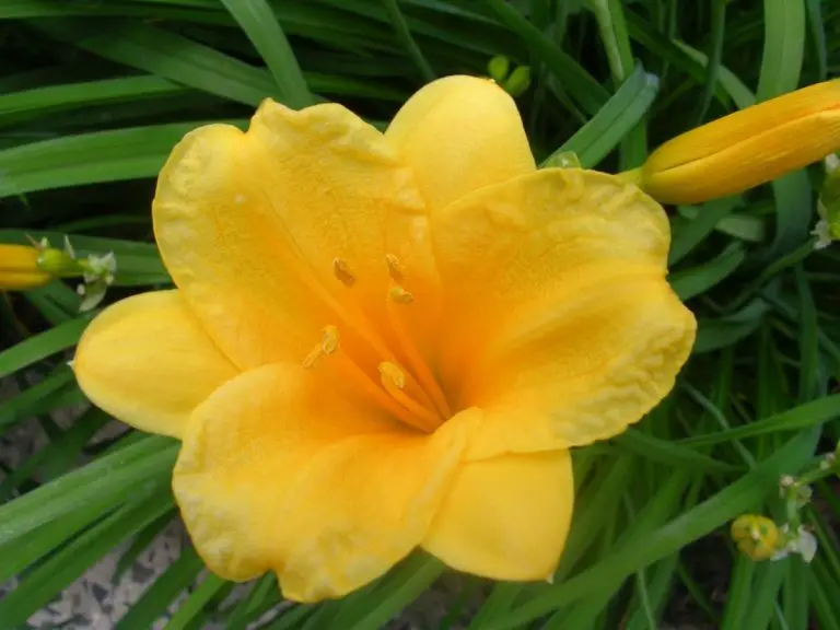 How to Keep Day Lillies Blooming