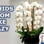 Can Orchids Bloom All Year Round