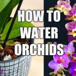 How Much to Water Indoor Orchids