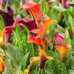 Are Calia Lillys Perennials to Be Planted Outside