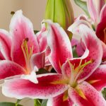 Can You Be Allergic to Lillies