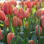 Are Darwin Hybrid Tulips Perennial