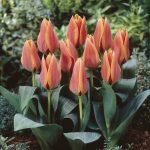 Are Dwarf Tulips Perennial
