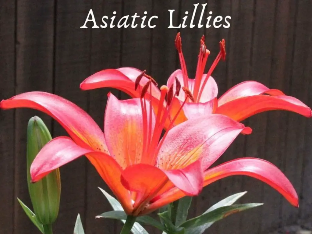 How Do Asiatic Lillies Grow New Blooms