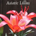 How Do Asiatic Lillies Grow New Blooms