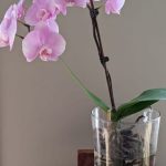 Can Orchids Be Grown Without Soil