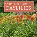 How to Care for Day Lillies
