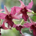 When Do Orchids Create a New Flowering Stem