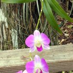 When Do Orchids Bloom in Florida