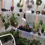 How to Make a Small Greenhouse for Orchids