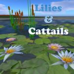 Are Cattails Only in Lillies