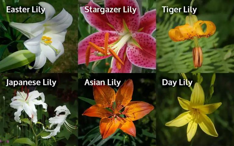 What Do Lillies Do to Cats