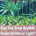 Can Orchids Be Grown under Artificial Light Alone