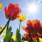 Can Tulips Be Planted in Full Sun