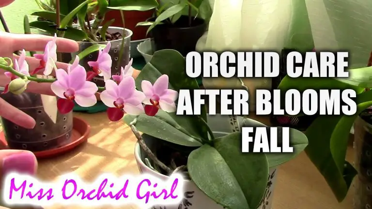 Are Orchids Dead After Losing Their Flowers
