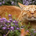 Are Tulips And Irises Dangerous for Cats