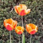 Are Single Late Tulips Perennial