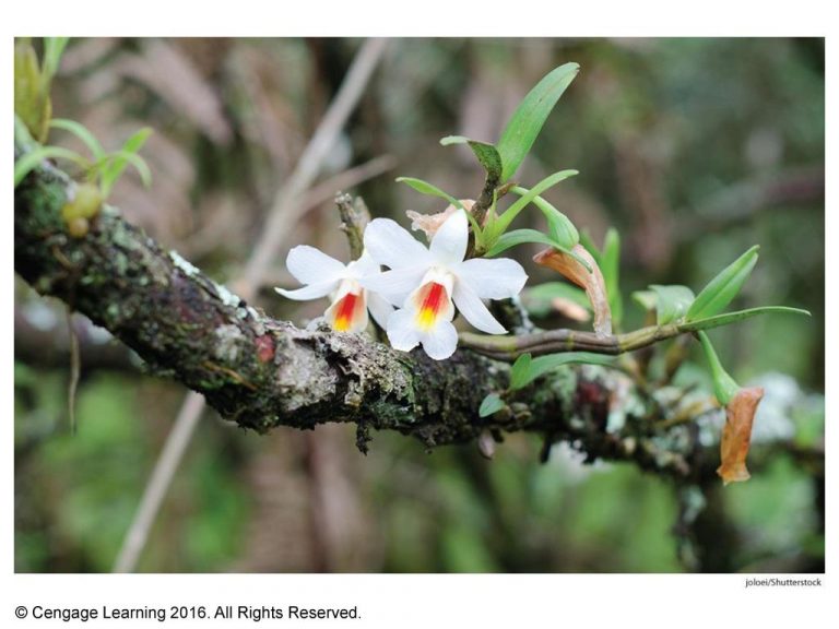 Are Epiphytes Orchids Commensalism