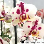 Are Orchids Annual Or Perennial Flowers