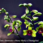 Are Dendrobium Phalonopsis Orchids Deciduous