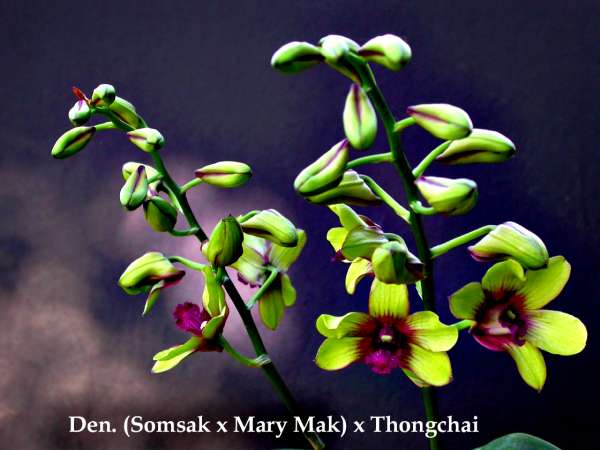 Are Dendrobium Phalonopsis Orchids Deciduous