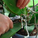 Can Orchids Be Pruned