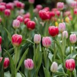 Can Tulips Be Planted in April