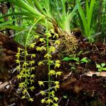 Are Cymbidium Orchids Epiphytes