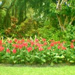 Are Canna Lillies in North Florida