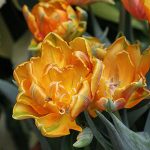 How to Plant Tulips in Florida