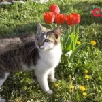 Are All Tulips Poisonous to Cats