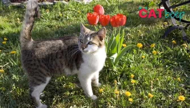 Are All Tulips Poisonous to Cats