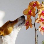 Are Cymbidium Orchids Bad for Dogs