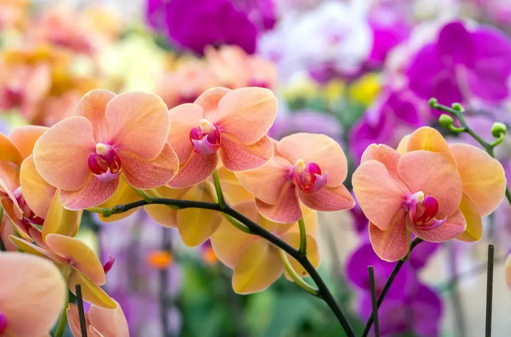 Are Orchids Endangered