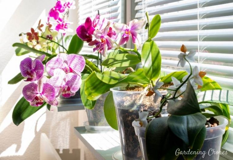 Can Orchids Be in Direct Sun