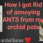 How to Get Rid of Ants on Orchids