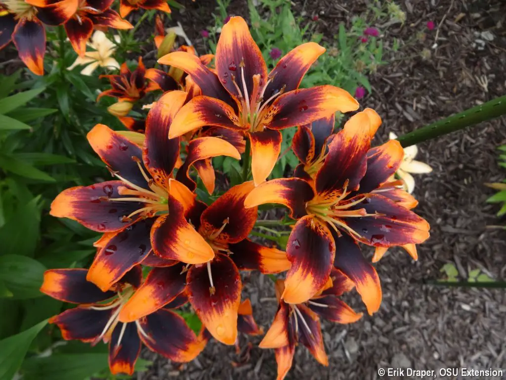 When Do Asiatic Lillies Bloom