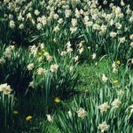 Are Tulips And Daffodils Poisonous to Dogs