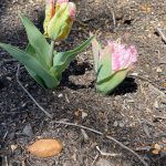Can Tulips Be Planted Too Deep