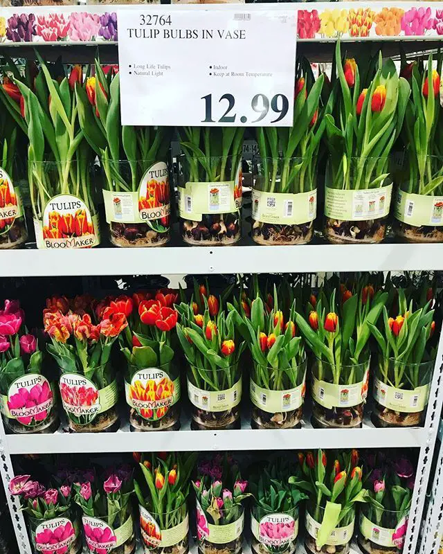 Are Costco Tulips Perennials?