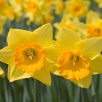 Are Tulips And Daffodils Toxic