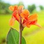 Will Canna Lillies Grow Year Round in Calsbad Calif