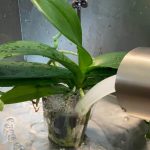 How Much Water Do Orchids Need Per Week