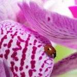 Are Lady Bugs Good for Orchids