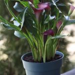 Do Calla Lillies Bloom More Than Once