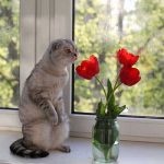 Can Tulips Kill Cats